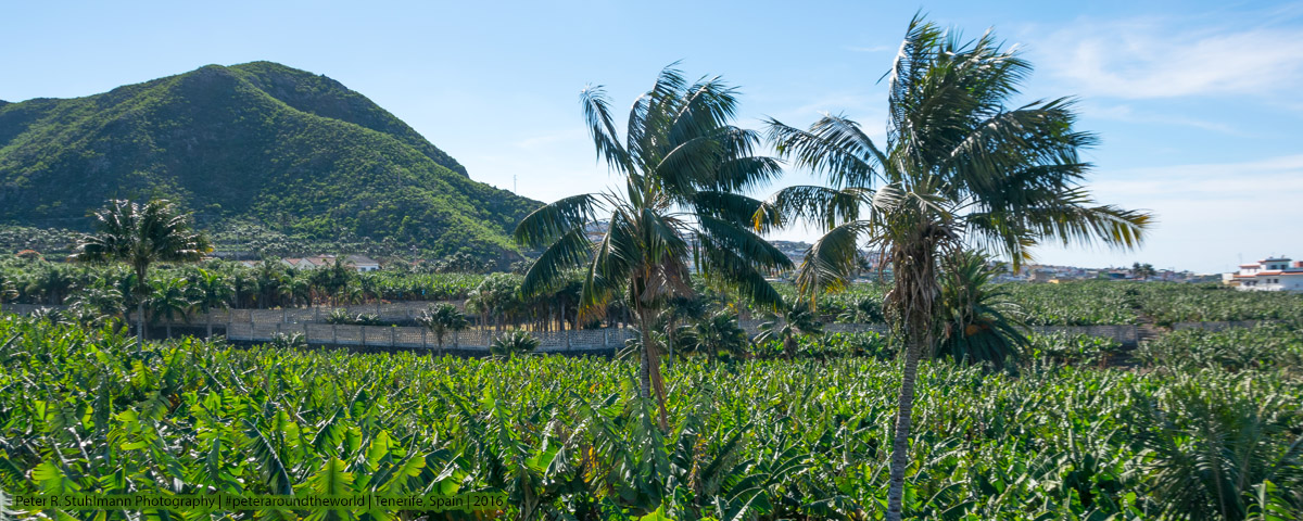 Jahresrückblick 2016: Bananenplantage im Norden Teneriffas.